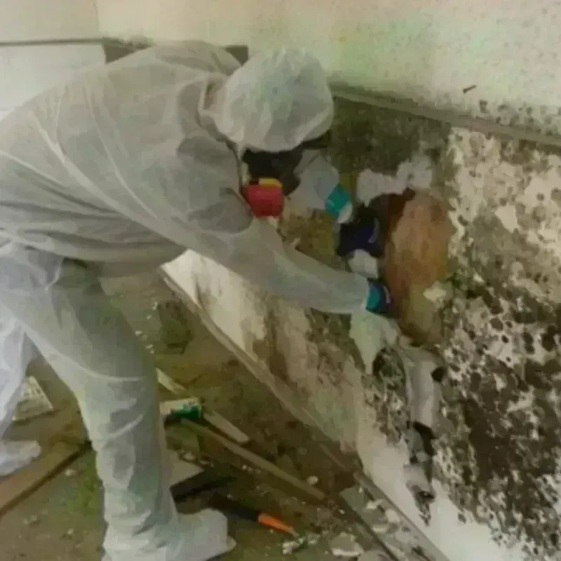 Mold Remediation and Removal in Sabine Parish, LA